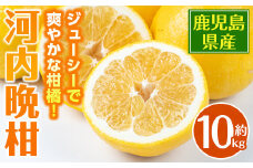 i798 ＜2025年4月下旬～6月上旬の間に発送予定＞ 河内晩柑 (約10kg)  鹿児島 国産 柑橘 果物 果実 フルーツ 蜜柑 みかん 【江﨑果樹園】