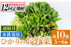 i850 ＜定期便・計12回(連続月)＞ひかりのお野菜(約10束・5～6種) 国産 野菜 やさい 葉物 旬 ほうれん草 水菜 チンゲン菜 小松菜 リーフレタス ルッコラ 水耕栽培 ミックスリーフ 山東白菜 何が届くかはお楽しみ【ひかりの郷】