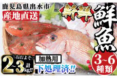 i861 ＜下処理済・加熱用＞おまかせ鮮魚BOX(約2～3kg程度・3～6種類) 魚 鮮魚 下処理済み 鹿児島県 出水近海 煮付 料理 旬 何が届くかはお楽しみ 【出水はやし】