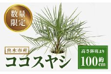 i906 ＜毎月数量限定＞ココスヤシ(鉢底より高さ約100cm)  植物 観葉植物 ココスヤシ 国内産 インテリア グリーン 自然 緑 ギフト 贈り物 数量限定【kurk PLANT LEATHER】