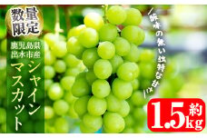 i214 ≪数量・期間限定≫ シャインマスカット (計1.5kg) 国産 鹿児島 出水市 ぶどう ブドウ 果物 くだもの フルーツ シャインマスカット 葡萄 旬 種なし 歯ごたえ 冷蔵 【山門ぶどう園】