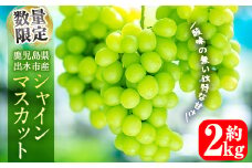 i860 ≪数量・期間限定≫シャインマスカット(約2kg) 国産 鹿児島 出水市 ぶどう ブドウ 果物 くだもの フルーツ シャインマスカット 葡萄 旬 種なし 旬 歯ごたえ 冷蔵 【山門ぶどう園】