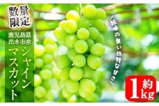 i1014 ≪数量・期間限定≫シャインマスカット(計約1.5kg) 国産 鹿児島 出水市 ぶどう ブドウ 果物 くだもの フルーツ シャインマスカット 葡萄 旬 種なし 旬 歯ごたえ 冷蔵 【山門ぶどう園】