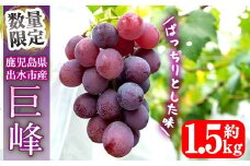 i1068 ≪数量・期間限定≫巨峰 (計約1.5kg)  ぶどう 果物 くだもの 巨峰 葡萄 旬 歯ごたえ 冷蔵 フルーツ 鹿児島県産 出水市 【山門ぶどう園】