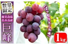 i1069 ≪数量・期間限定≫巨峰 (計約1kg)  ぶどう 果物 くだもの 巨峰 葡萄 旬 歯ごたえ 冷蔵 フルーツ 鹿児島県産 出水市 【山門ぶどう園】