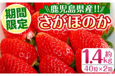 i109 ＜2025年1月中旬以降順次発送予定＞＜ギフト用・数量限定＞ 鹿児島県産イチゴ(計約1.4kg・40粒×2箱) イチゴ 苺 さがほのか 果物 くだもの フルーツ 旬 九州産 プレゼント ギフト 贈り物 お土産 【JA鹿児島いずみ】