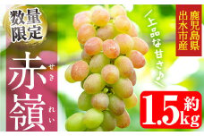 i213 ≪数量・期間限定≫赤嶺(セキレイ) (計約1.5kg) ぶどう グレープ 果物 くだもの フルーツ 葡萄 旬 糖度 上品な甘さ 歯ごたえ 冷蔵 【山門ぶどう園】