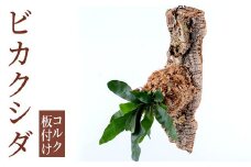 i620 ビカクシダ板付け(コルク)オシャレな観葉植物コウモリラン！  シダ植物 グリーン 緑 インテリア おしゃれ 癒し ギフト 贈り物【kurk PLANT LEATHER】