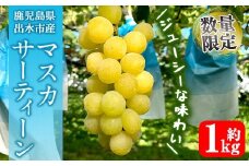 i1115-A ≪数量・期間限定≫ マスカサーティーン (計約1kg) 国産 鹿児島 出水市 ぶどう ブドウ 果物 くだもの フルーツ マスカ・サーティーン マスカット 葡萄 旬 種なし 旬 歯ごたえ 冷蔵 【山門ぶどう園】