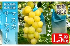i1115-B ≪数量・期間限定≫ マスカサーティーン (計約1.5kg) 国産 鹿児島 出水市 ぶどう ブドウ 果物 くだもの フルーツ マスカ・サーティーン マスカット 葡萄 旬 種なし 旬 歯ごたえ 冷蔵 【山門ぶどう園】