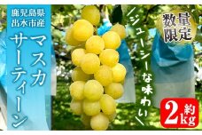 i1115-C ≪数量・期間限定≫ マスカサーティーン (計約2kg) 国産 鹿児島 出水市 ぶどう ブドウ 果物 くだもの フルーツ マスカ・サーティーン マスカット 葡萄 旬 種なし 旬 歯ごたえ 冷蔵 【山門ぶどう園】