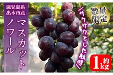 i1116-A ≪数量・期間限定≫ マスカットノワール (計約1kg) 国産 鹿児島 出水市 ぶどう ブドウ 果物 くだもの フルーツ マスカットノワール マスカット 葡萄 旬 種なし 旬 歯ごたえ 冷蔵 【山門ぶどう園】
