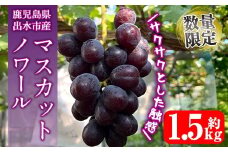 i1116-B ≪数量・期間限定≫ マスカットノワール (計約1.5kg) 国産 鹿児島 出水市 ぶどう ブドウ 果物 くだもの フルーツ マスカットノワール マスカット 葡萄 旬 種なし 旬 歯ごたえ 冷蔵 【山門ぶどう園】