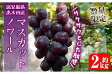 i1116-C ≪数量・期間限定≫ マスカットノワール (計約2kg) 国産 鹿児島 出水市 ぶどう ブドウ 果物 くだもの フルーツ マスカットノワール マスカット 葡萄 旬 種なし 旬 歯ごたえ 冷蔵 【山門ぶどう園】