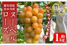 i1117-A ≪数量・期間限定≫ ヌーベルローズ (計約1kg) 国産 鹿児島 出水市 ぶどう ブドウ 果物 くだもの フルーツ ヌーベルローズ 葡萄 旬 種なし 旬 歯ごたえ 冷蔵 【山門ぶどう園】