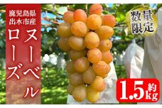 i1117-B ≪数量・期間限定≫ ヌーベルローズ (計約1.5kg) 国産 鹿児島 出水市 ぶどう ブドウ 果物 くだもの フルーツ ヌーベルローズ 葡萄 旬 種なし 旬 歯ごたえ 冷蔵 【山門ぶどう園】