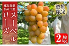 i1117-C ≪数量・期間限定≫ ヌーベルローズ (計約2kg) 国産 鹿児島 出水市 ぶどう ブドウ 果物 くだもの フルーツ ヌーベルローズ 葡萄 旬 種なし 旬 歯ごたえ 冷蔵 【山門ぶどう園】