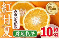 i047 ≪2026年2月中旬～5月中旬の間に発送≫紅甘夏(約10kg) 紅甘夏 紅あまなつ あまなつ 甘夏 みかん ミカン 蜜柑 果物 くだもの フルーツ 柑橘 10kg 国産 おやつ 旬 【JA鹿児島いずみ(果実課)】