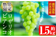 i212 ≪数量・期間限定≫ロザリオビアンコ (計約1.5kg) ぶどう グレープ 果物 くだもの フルーツ 葡萄 高級 高級品種 旬 すっきりした甘さ 冷蔵 【山門ぶどう園】