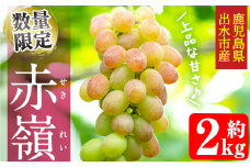 i348 ≪数量・期間限定≫赤嶺(セキレイ) (計約2kg) ぶどう グレープ 果物 くだもの フルーツ 葡萄 旬 糖度 上品な甘さ 歯ごたえ 冷蔵 【山門ぶどう園】