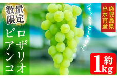 i1015 ≪数量・期間限定≫ロザリオビアンコ (計約1kg) ぶどう グレープ 果物 くだもの フルーツ 葡萄 高級 高級品種 旬 すっきりした甘さ 冷蔵 【山門ぶどう園】