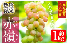 i1016 ≪数量・期間限定≫赤嶺(セキレイ) (計約1kg) ぶどう グレープ 果物 くだもの フルーツ 葡萄 旬 糖度 上品な甘さ 歯ごたえ 冷蔵 【山門ぶどう園】