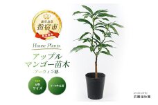 【観葉植物】アップルマンゴー苗木6号ポット(アーウィン種)3～4年生苗(前園植物園/030-1362) 南国鹿児島県で育った 観葉植物！植物 インテリア 室内 オフィス おしゃれ プレゼント ギフト 開店祝い 移転祝い マイナスイオン【配送不可地域：北海道・沖縄県・離島】