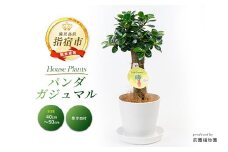 【観葉植物】パンダガジュマル40cm～50cm(前園植物園/025-1449) 南国鹿児島県で育った 観葉植物！植物 鉢付 インテリア 室内 オフィス おしゃれ プレゼント ギフト 開店祝い 移転祝い マイナスイオン【配送不可地域：北海道・沖縄県・離島】