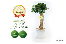 2025年2月上旬～発送【観葉植物】パンダガジュマル75cm～85cm(前園植物園/055-1452) 南国鹿児島県で育った 観葉植物！植物 鉢付 インテリア 室内 オフィス おしゃれ プレゼント ギフト 開店祝い 移転祝い マイナスイオン【配送不可地域：北海道・沖縄県・離島】