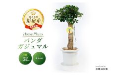 【観葉植物】パンダガジュマル75cm～85cm(前園植物園/055-1452) 南国鹿児島県で育った 観葉植物！植物 鉢付 インテリア 室内 オフィス おしゃれ プレゼント ギフト 開店祝い 移転祝い マイナスイオン【配送不可地域：北海道・沖縄県・離島】