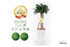 2025年2月上旬～発送【観葉植物】パンダガジュマル55cm～65cm(前園植物園/035-1450) 南国鹿児島県で育った 観葉植物！植物 鉢付 インテリア 室内 オフィス おしゃれ プレゼント ギフト 開店祝い 移転祝い マイナスイオン【配送不可地域：北海道・沖縄県・離島】