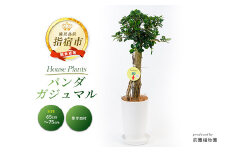 2025年2月上旬～発送【観葉植物】パンダガジュマル65cm～75cm(前園植物園/045-1451) 南国鹿児島県で育った 観葉植物！植物 鉢付 インテリア 室内 オフィス おしゃれ プレゼント ギフト 開店祝い 移転祝い マイナスイオン【配送不可地域：北海道・沖縄県・離島】