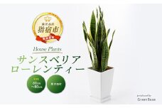 2025年6月上旬～発送【観葉植物】サンスベリア・ローレンティー60cm～80cm(Green Base/014-1410) 南国鹿児島県で育った 観葉植物！植物 鉢付 インテリア 室内 オフィス おしゃれ プレゼント ギフト 開店祝い 移転祝い マイナスイオン【配送不可地域：北海道・沖縄県・離島】