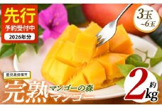 【2026年 発送】しあわせ完熟マンゴー3～6玉入り(マンゴーの森/044-1768) マンゴー フルーツ 果物 旬 夏 指宿 いぶすき 鹿児島  完熟  お供え 御供 ギフト 贈り物 プレゼント グルメ 予約 先行予約 南国 南国フルーツ 果実 マンゴー グランプリ マイスター 太陽 国産 鹿児島県産 果汁
