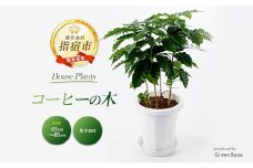 2025年6月中旬～発送【観葉植物】コーヒーの木65cm～85cm(Green Base/014-1400) 南国鹿児島県で育った 観葉植物！植物 鉢付 インテリア 室内 オフィス おしゃれ プレゼント ギフト 開店祝い 移転祝い マイナスイオン【配送不可地域：北海道・沖縄県・離島】