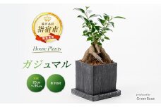 2025年6月中旬～発送【観葉植物】ガジュマル 25cm～35cm(Green Base/014-1387) 南国鹿児島県で育った 観葉植物！植物 鉢付 インテリア 室内 オフィス おしゃれ マイナスイオン【配送不可地域：北海道・沖縄県・離島】