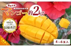 【2026年 発送 先行予約】南国いぶすきの温泉熱で育てた甘くて上品な温泉完熟マンゴー約2kg4～6個(T&P/049-1754) マンゴー フルーツ 果物 旬 夏 指宿 いぶすき 鹿児島  完熟  お供え 御供 ギフト 贈り物 プレゼント グルメ 予約 先行予約 南国 南国フルーツ 果実 マンゴー 太陽 国産 鹿児島県産 果汁