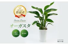【観葉植物】オーガスタ70cm～90cm(緑の中道/025-1993) 観葉植物 植物 鉢付 インテリア 室内 オフィス おしゃれ プレゼント ギフト 開店祝い 移転祝い マイナスイオン【配送不可地域：北海道・沖縄県・離島】