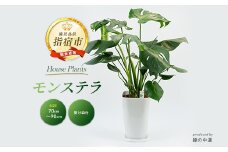【観葉植物】モンステラ70cm～90cm(緑の中道/025-1486) 南国鹿児島県で育った 観葉植物！植物 鉢付 インテリア 室内 オフィス おしゃれ プレゼント ギフト 開店祝い 移転祝い マイナスイオン【配送不可地域：北海道・沖縄県・離島】