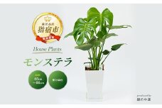 【観葉植物】モンステラ60cm～80cm(緑の中道/014-1485) 観葉植物 植物 鉢付 インテリア 室内 オフィス おしゃれ プレゼント ギフト 開店祝い 移転祝い マイナスイオン 鹿児島 いぶすき 指宿【配送不可地域：北海道・沖縄県・離島】