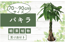 2025年6月中旬～発送【観葉植物】パキラ70cm～90cm(Green Base/014-1445) 南国鹿児島県で育った 観葉植物！植物 鉢付 インテリア 室内 オフィス おしゃれ プレゼント ギフト 開店祝い 移転祝い マイナスイオン【配送不可地域：北海道・沖縄県・離島】