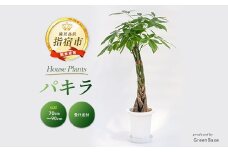 2026年3月上旬～発送【観葉植物】パキラ70cm～90cm(Green Base/014-1445) 南国鹿児島県で育った 観葉植物！植物 鉢付 インテリア 室内 オフィス おしゃれ プレゼント ギフト 開店祝い 移転祝い マイナスイオン【配送不可地域：北海道・沖縄県・離島】