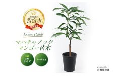 【観葉植物】マハチャノックマンゴー苗木6号ポット3～4年生(前園植物園/030-1482) 南国鹿児島県で育った 観葉植物！植物 鉢付 インテリア 室内 オフィス おしゃれ プレゼント ギフト 開店祝い 移転祝い マイナスイオン 【配送不可地域：北海道・沖縄県・離島】