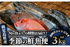 【指宿産直便】漁師が選ぶ季節の鮮魚便 お試しセット(指宿山川水産/A-227) 鹿児島 魚 鮮魚 魚介 旬 お刺身 お寿司 煮付 料理 国産