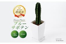 2025年6月中旬～発送【観葉植物】ブルーサボテン40cm～50cmプラスチック鉢(Green Base/014-1475) 南国鹿児島県で育った 観葉植物！植物 鉢付 インテリア 室内 オフィス おしゃれ プレゼント ギフト 開店祝い 移転祝い マイナスイオン【配送不可地域：北海道・沖縄県・離島】