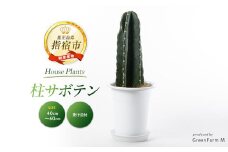 2025年3月上旬～発送【観葉植物】柱サボテン40cm～60cm(Green Farm M/016-1509) 観葉植物 植物 鉢付 インテリア 室内 オフィス おしゃれ プレゼント ギフト 開店祝い 移転祝い マイナスイオン【配送不可地域：北海道・沖縄県・離島】