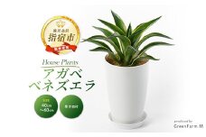 2025年3月上旬～発送【観葉植物】アガベ ベネズエラ黄40cm～60cm(Green Farm M/016-1357) 観葉植物 植物 鉢付 インテリア 室内 オフィス おしゃれ プレゼント ギフト 開店祝い 移転祝い マイナスイオン【配送不可地域：北海道・沖縄県・離島】