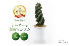 2025年3月上旬～発送【観葉植物】トルネード螺旋サボテン30cm～50cm(Green Farm M/130-1442) 観葉植物 植物 鉢付 インテリア 室内 オフィス おしゃれ プレゼント ギフト 開店祝い 移転祝い マイナスイオン【配送不可地域：北海道・沖縄県・離島】