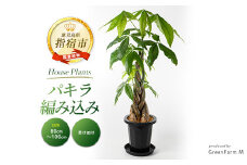 2025年7月中旬～発送【観葉植物】パキラ編み込み80cm～100cm(Green Farm M/018-1447) 観葉植物 植物 鉢付 インテリア 室内 オフィス おしゃれ プレゼント ギフト 開店祝い 移転祝い マイナスイオン【配送不可地域：北海道・沖縄県・離島】
