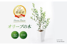 2025年6月中旬～発送【観葉植物】オリーブの木60cm～80cm(Green Base/014-1385) 南国鹿児島県で育った 観葉植物！植物 鉢付 インテリア 室内 オフィス おしゃれ プレゼント ギフト 開店祝い 移転祝い マイナスイオン【配送不可地域：北海道・沖縄県・離島】